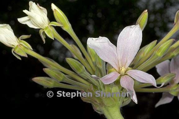 pelargonium luridum 1 graphic